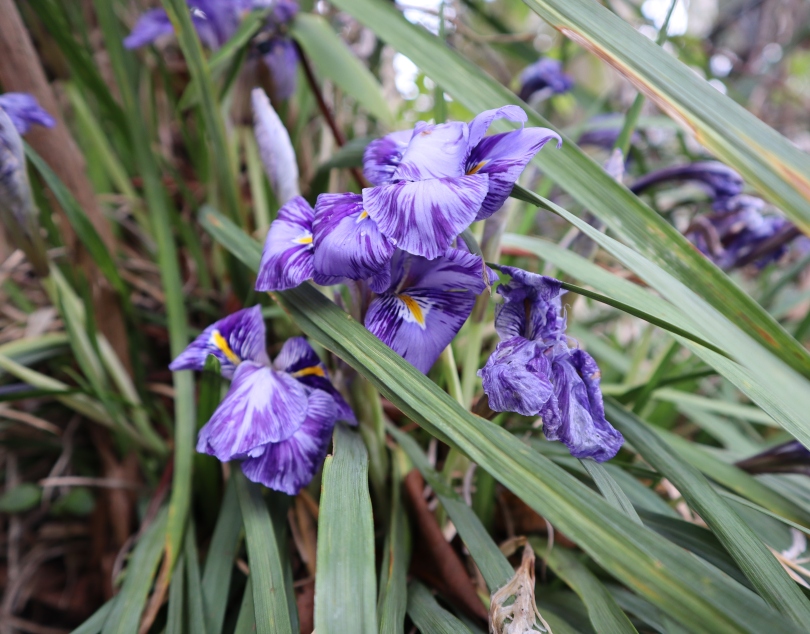 Winter irises